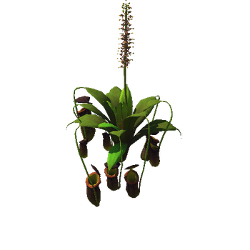 Flower Nepenthes attenboroughii4_1